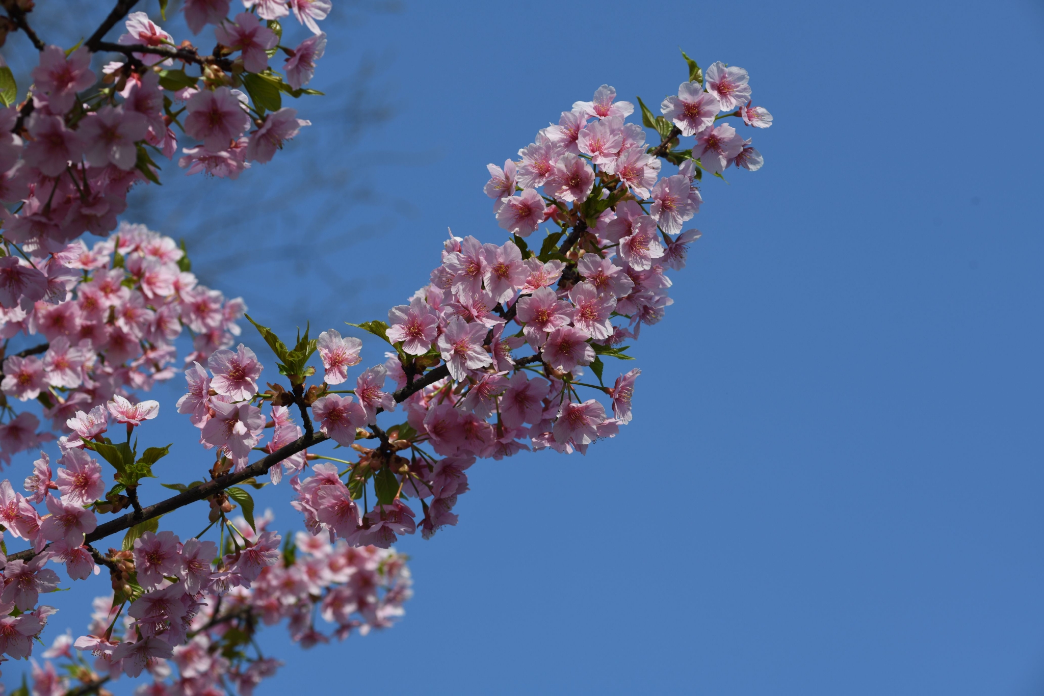 阳春三月桃花节图片素材-编号25678604-图行天下