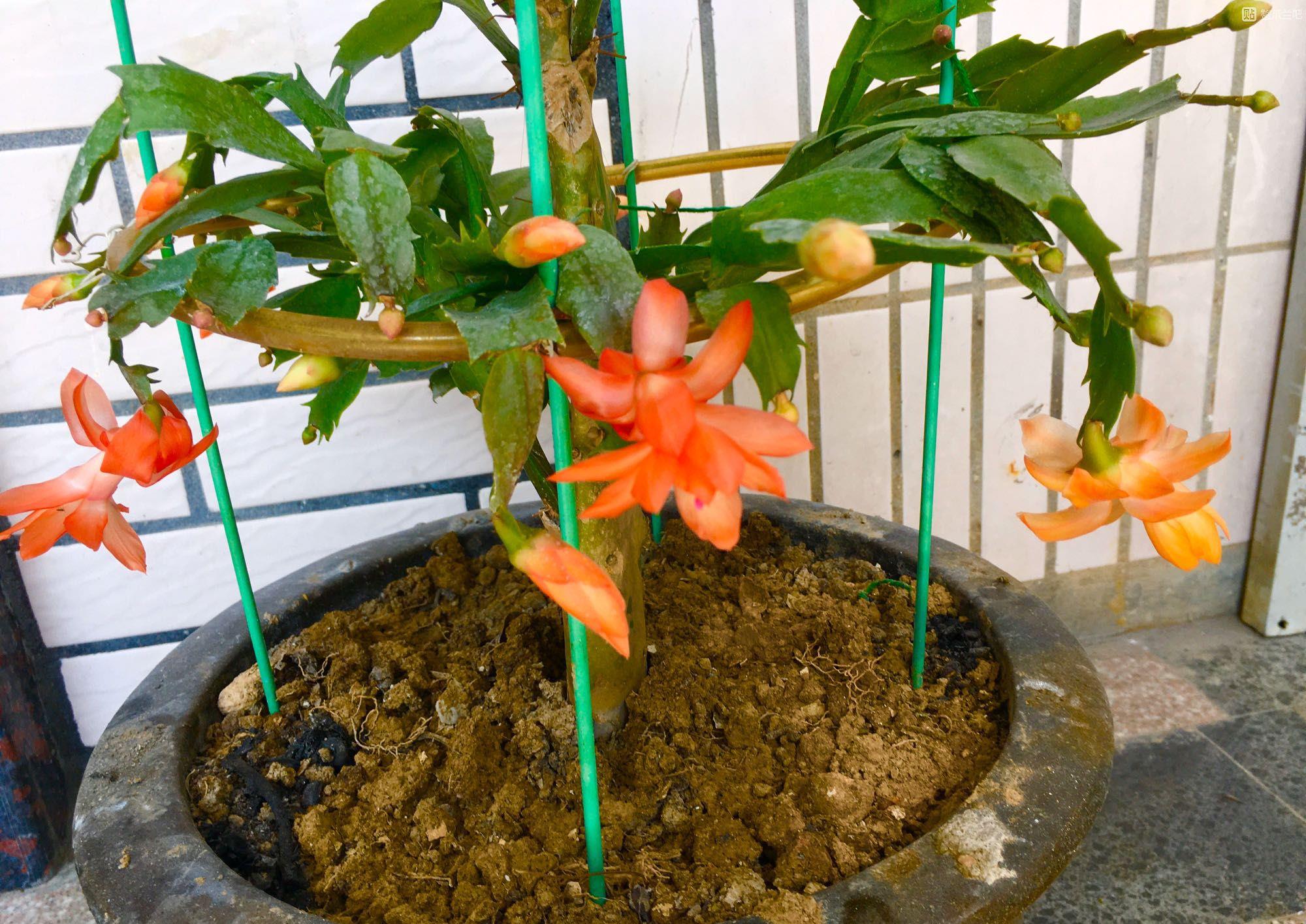 无根的火龙果砧木嫁接了7棵蟹爪兰枝条,多吗?负重前行泪千行