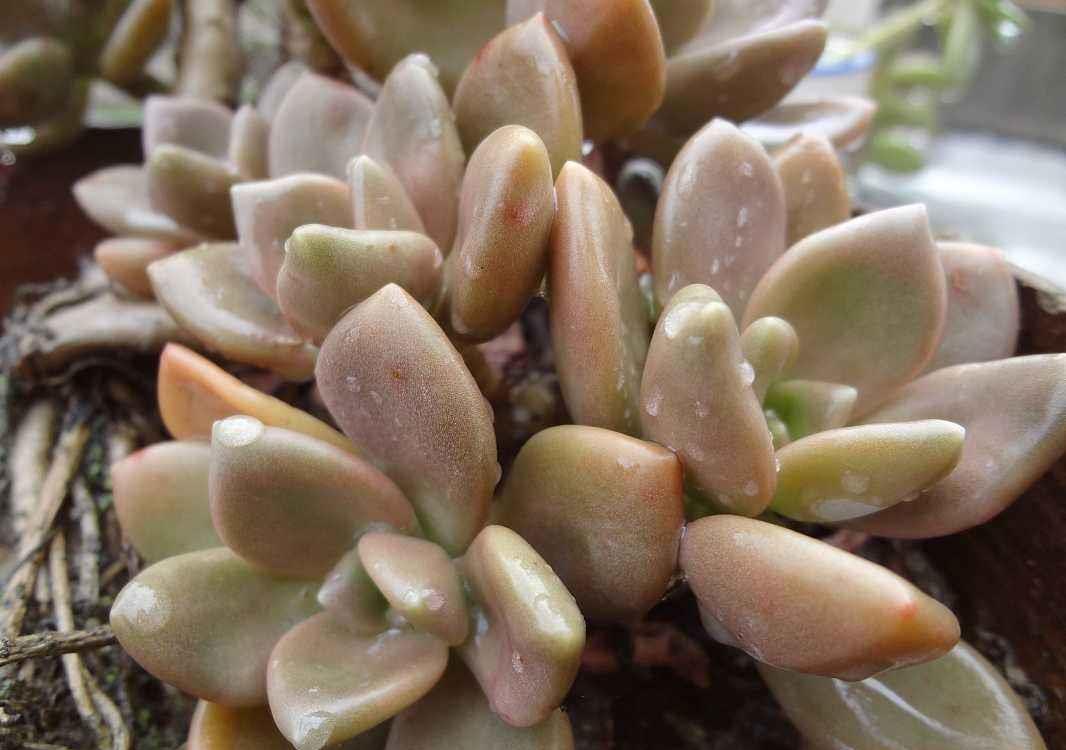 常见多肉耐寒能力排行榜有些零下30度冻不死