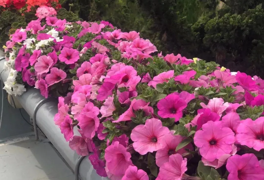 大连"市树,市花"评选活动正争奇斗艳,备选市树,市花看这里!