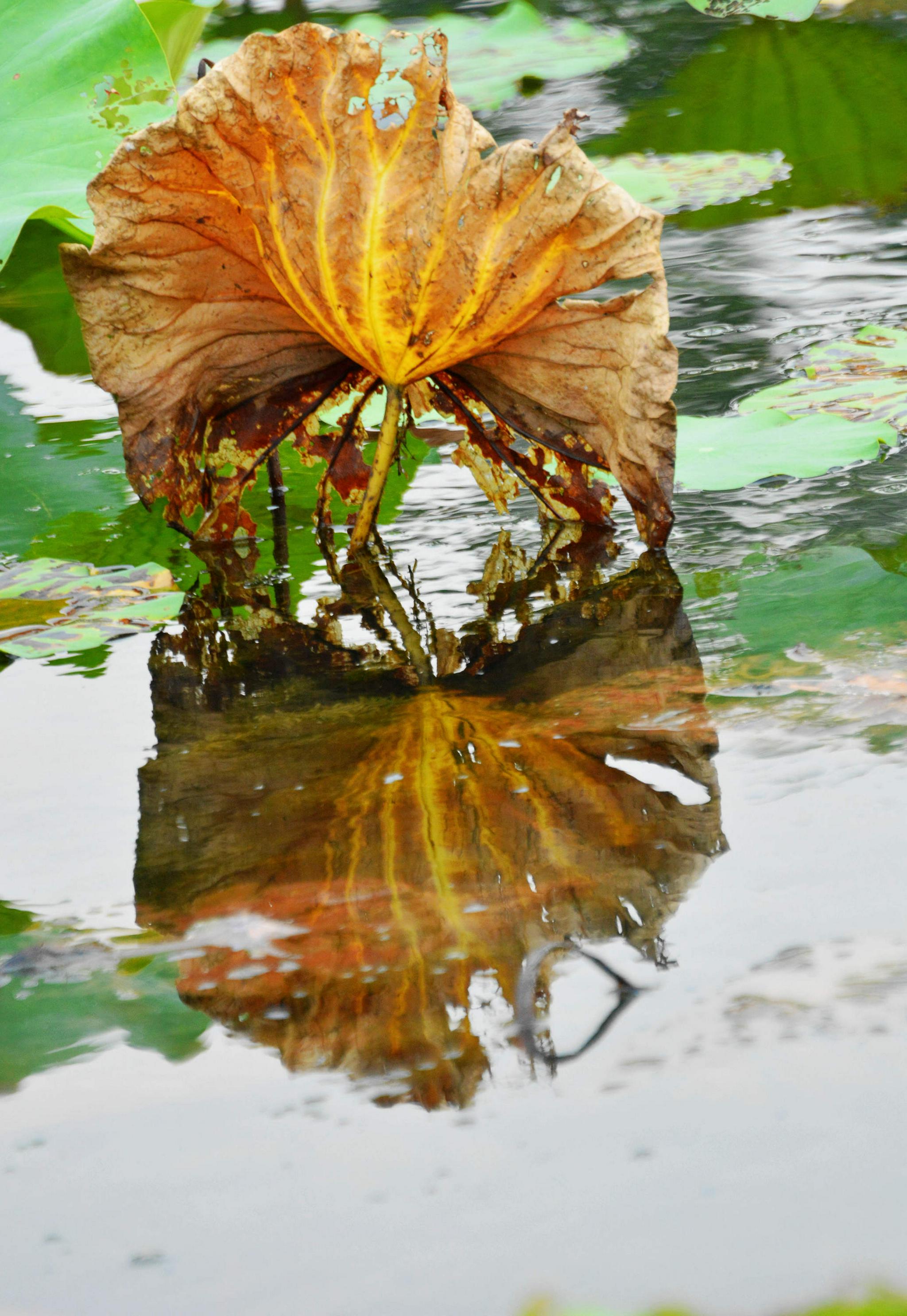 秋日荷塘,秋水微澜,秋意渐浓.江苏省无锡市锡山区锡北镇.