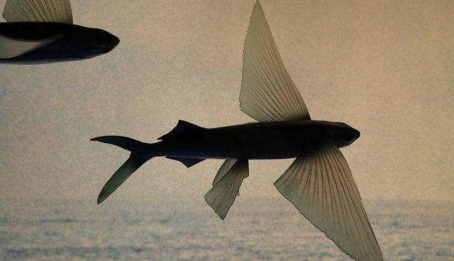 最有"梦想"的鱼,长了一双"翅膀",可以短暂在空中飞行