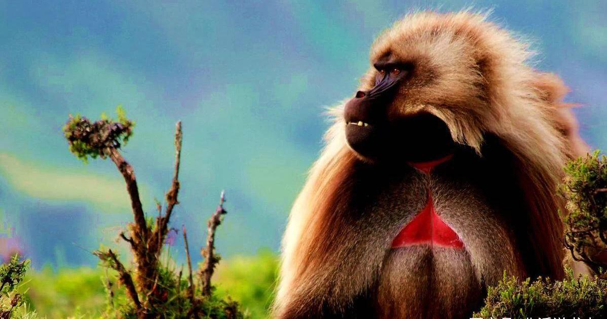 古埃及时期的神兽你不会想到是这种东西吧