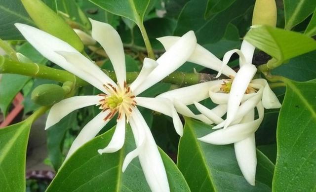 此花味道清香,养上两株,整个屋子都是香味儿,现在种夏季就开花