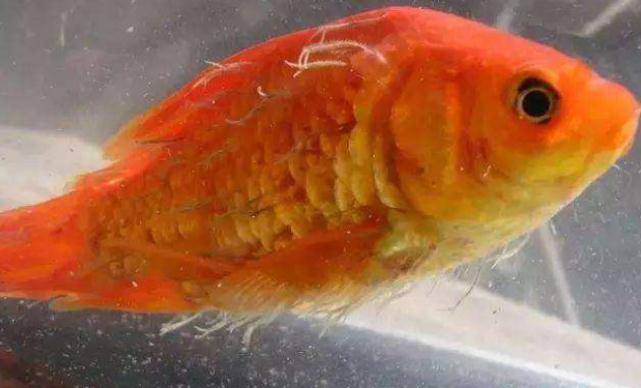 老外给鲤鱼清理寄生虫,这一幕很多人没见过,网友:养了个祖宗?