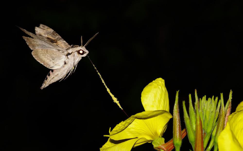 于是,一到夜晚,"夜来香"就会开出美丽诱人的花朵,同时散发出迷人的