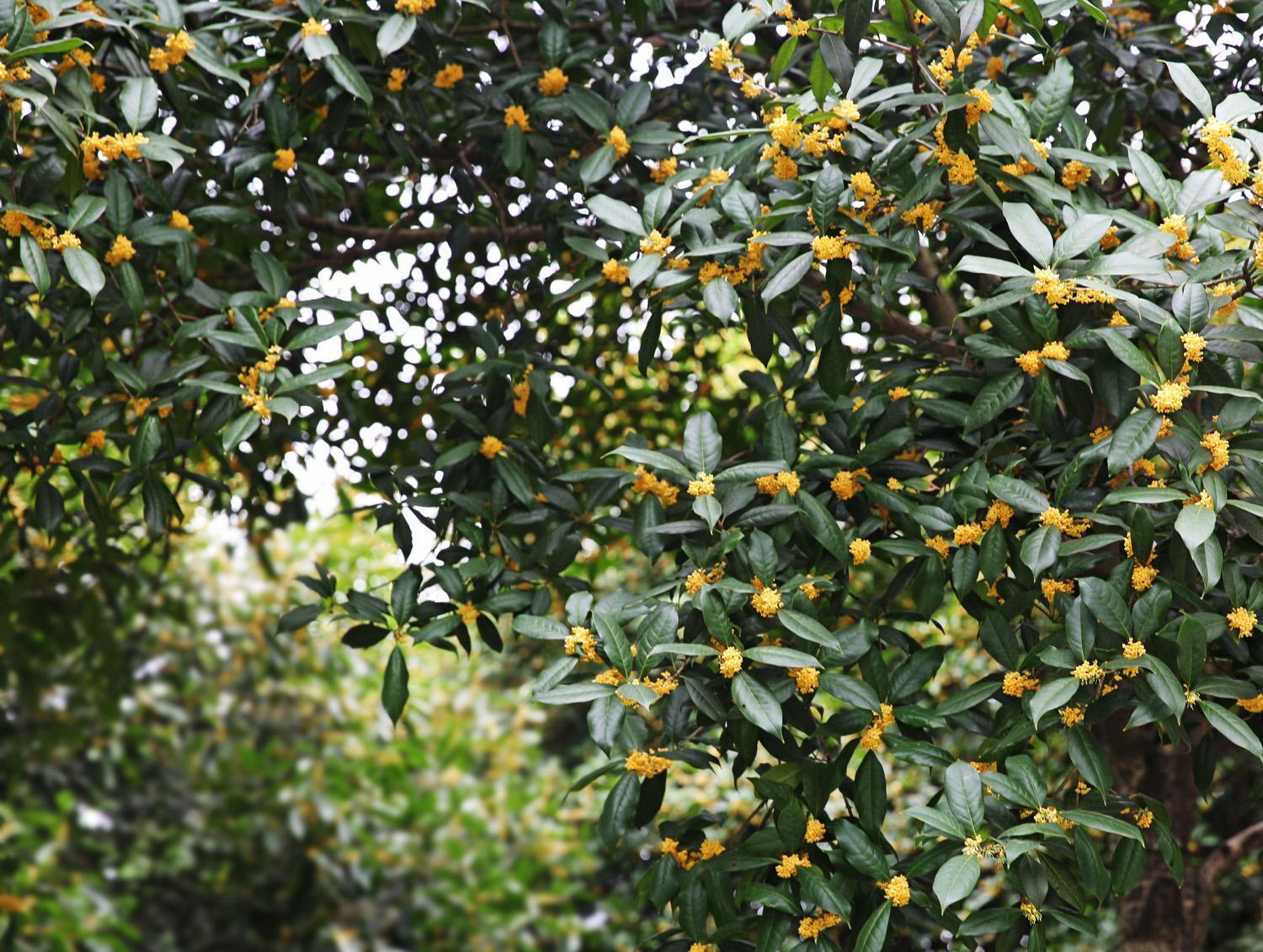 桂花满城飘香时,到以桂花为主题的重庆鸿恩寺公园赏桂