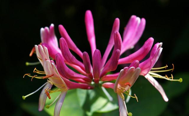 为啥城里的金银花是红色的和乡下的白金银花有啥不一样