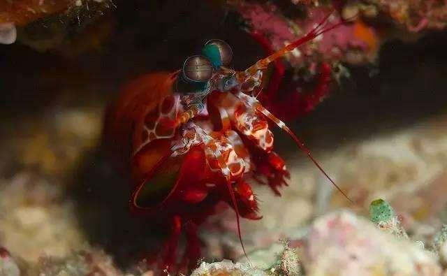 世界最暴力的虾一拳冲击力120斤钢化玻璃困得住吗