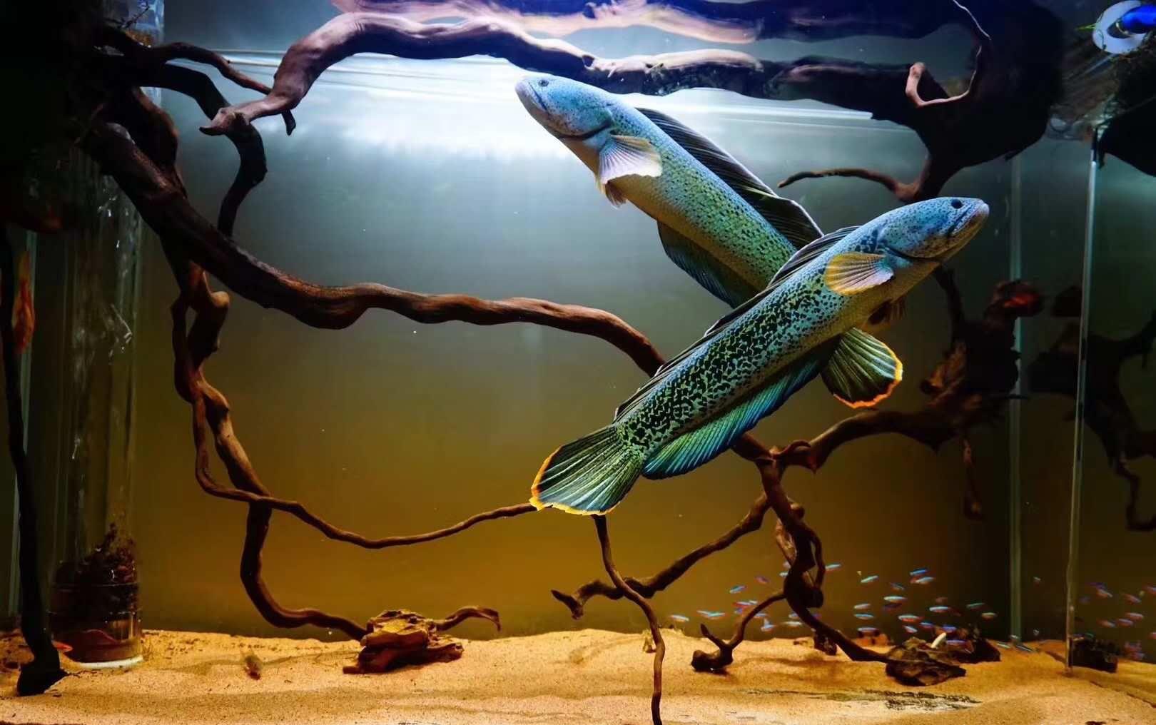 雷龙鱼吃什么饲料一次喂多少