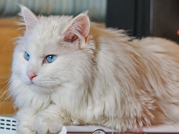 纯色波斯猫的颜色这么多这几种颜色是你喜欢的吗