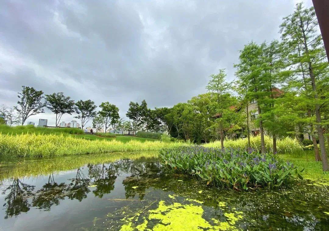 雨水花园位于杨树浦路1056号,从安浦路进入杨浦滨江即可到达.