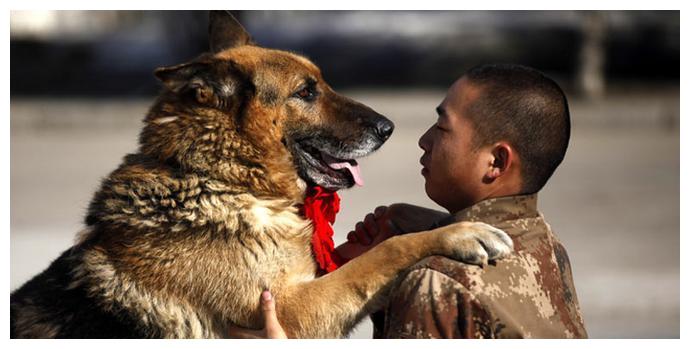 功勋军犬为拍戏被故意炸死士兵哭到吐血导演高呼好太好了