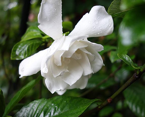 此花叶色亮绿四季常青花大洁白芳香馥郁象征着永恒的爱与约定