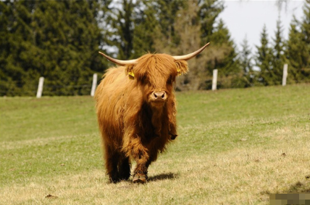11月25号后丑牛人家里有人员调动未来7天牛气冲天