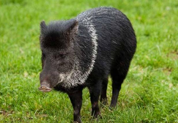 为何说猪是蛇的克星看下野猪斗蟒蛇的场面就什么都懂了