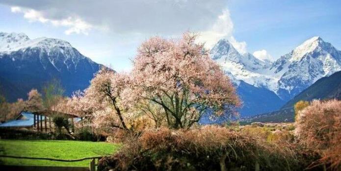 中国“最美”的五大森林,天山的雪岭云杉排第一,你都去过哪几个__财经头条