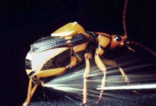 放屁虫的屁近100原来它的威力这么大自我保护得太好了