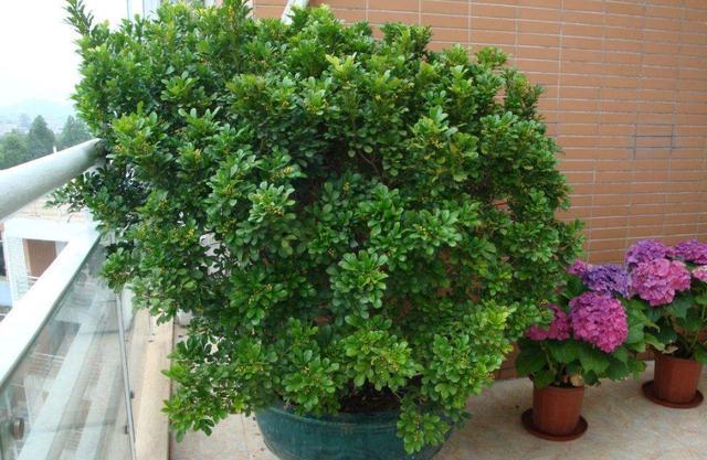 小米兰玲珑秀气还抢着净化空气家中养1盆真是好帮手