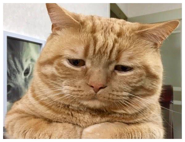 上班|猫咪|表情_新浪新闻