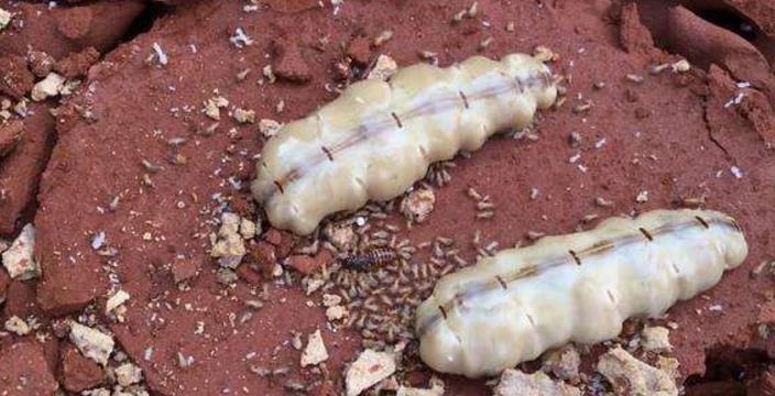 如果蚁后不幸身亡剩下的蚂蚁会如何