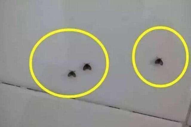 下水道总冒出小飞虫,做到这3能消灭,家里不见蚊虫踪影__财经头条