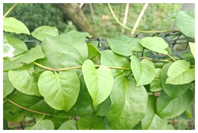 菜园旁发现一种植物,叶似落葵,人称"土三七",赶紧采摘带回家__财经