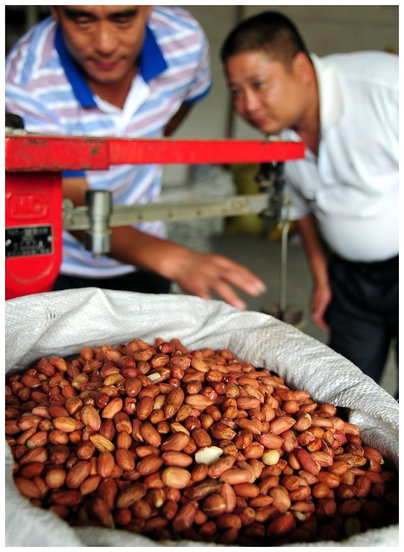 农户是卖花生果划算,还是卖花生仁划算,老人的经验太丰富了休闲区蓝鸢梦想 - Www.slyday.coM 农户是卖花生果划算,还是卖花生仁划算,老人的经验太丰富了休闲区蓝鸢梦想 - Www.slyday.coM