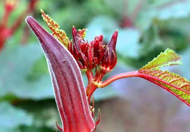 同样是秋葵 绿色 和 红色 的区别这么大 知道后别再瞎买了 财经头条