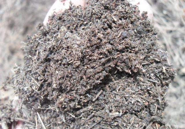 有些花就喜欢酸性土自制酸性土壤养花更好