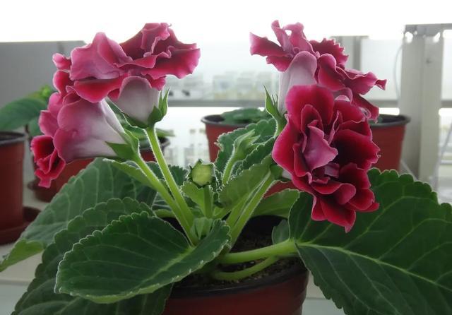 盆栽大岩桐掌握一几点养护方法花期长花朵艳