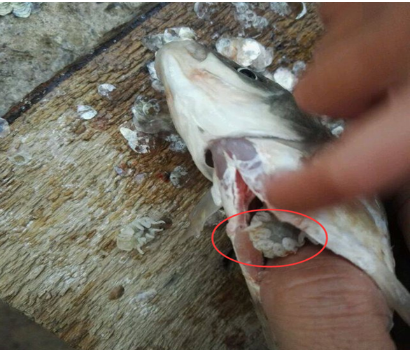 小伙水库钓鱼抓到大青鱼回家刨开清理吓的直接扔垃圾桶里