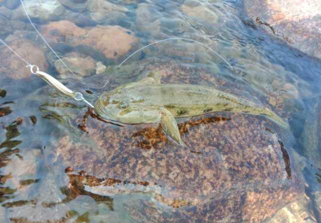 小伙湘江钓起巨型麻壳鱼一斤多浑身硬壳有人羡慕有人担忧