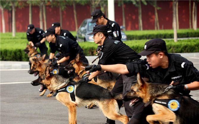 杭州碎尸一案,许某是如何逃过警犬的鼻子的?真相被说出