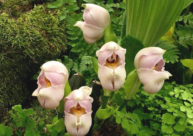 世界上最罕见的神奇花朵,长得像婴儿的安古兰又名郁金香兰见过吗