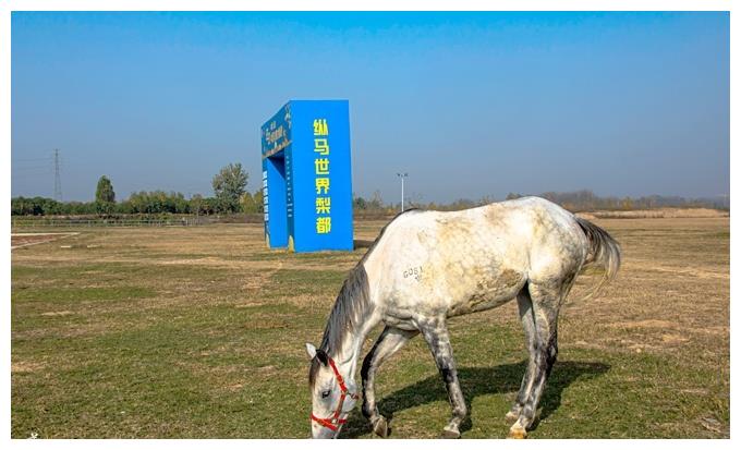 砀山国际赛马场选择的这一处地方土质非常好,黄河故道冲击的沙质土壤