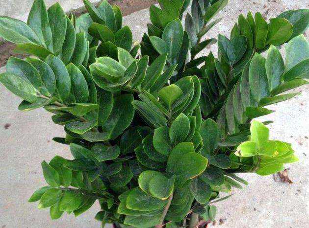 养金钱树做好5点植株不停窜新芽金钱叶一串串油绿又繁茂