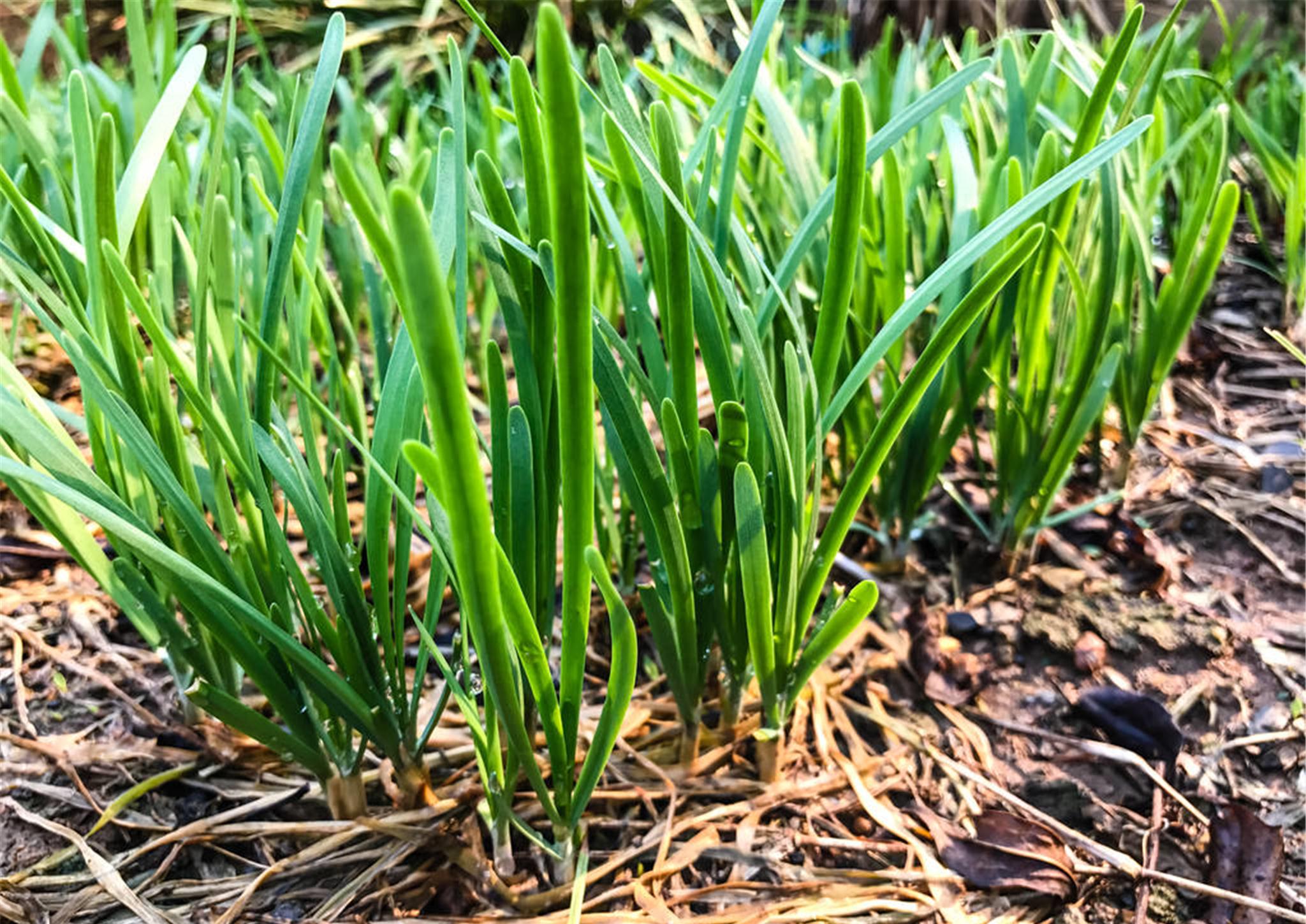种的韭菜长得又细又长怎么回事,看看是不是这几个问题