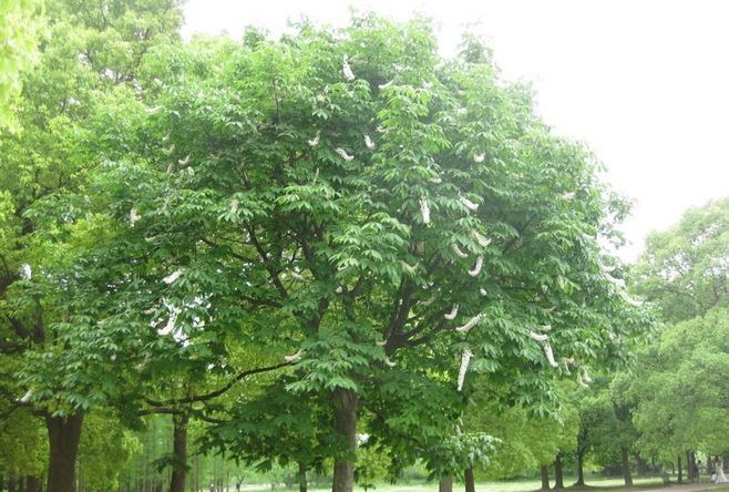 植物素材分享:含泪整理30种南方常见树种及其种植形式,欢迎收藏
