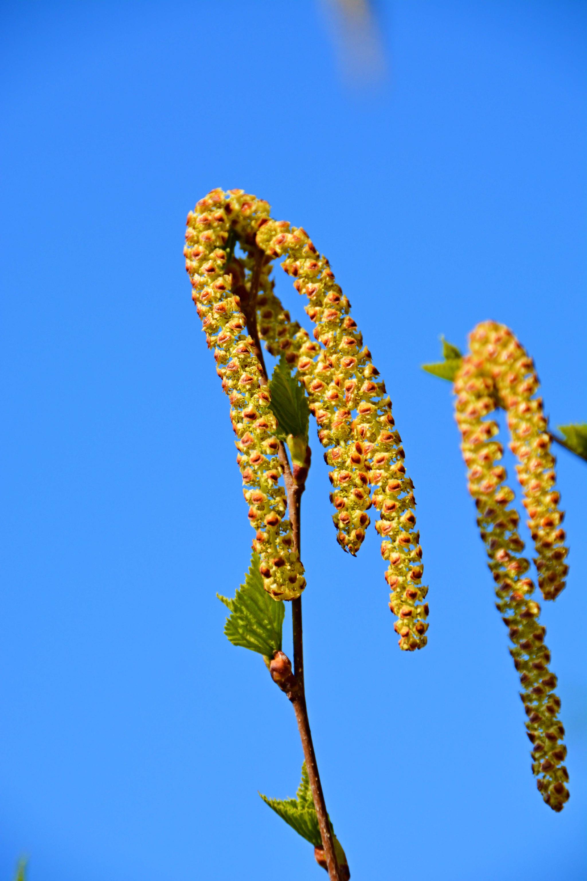 春天白桦树种子穗和花穗,原创拍摄