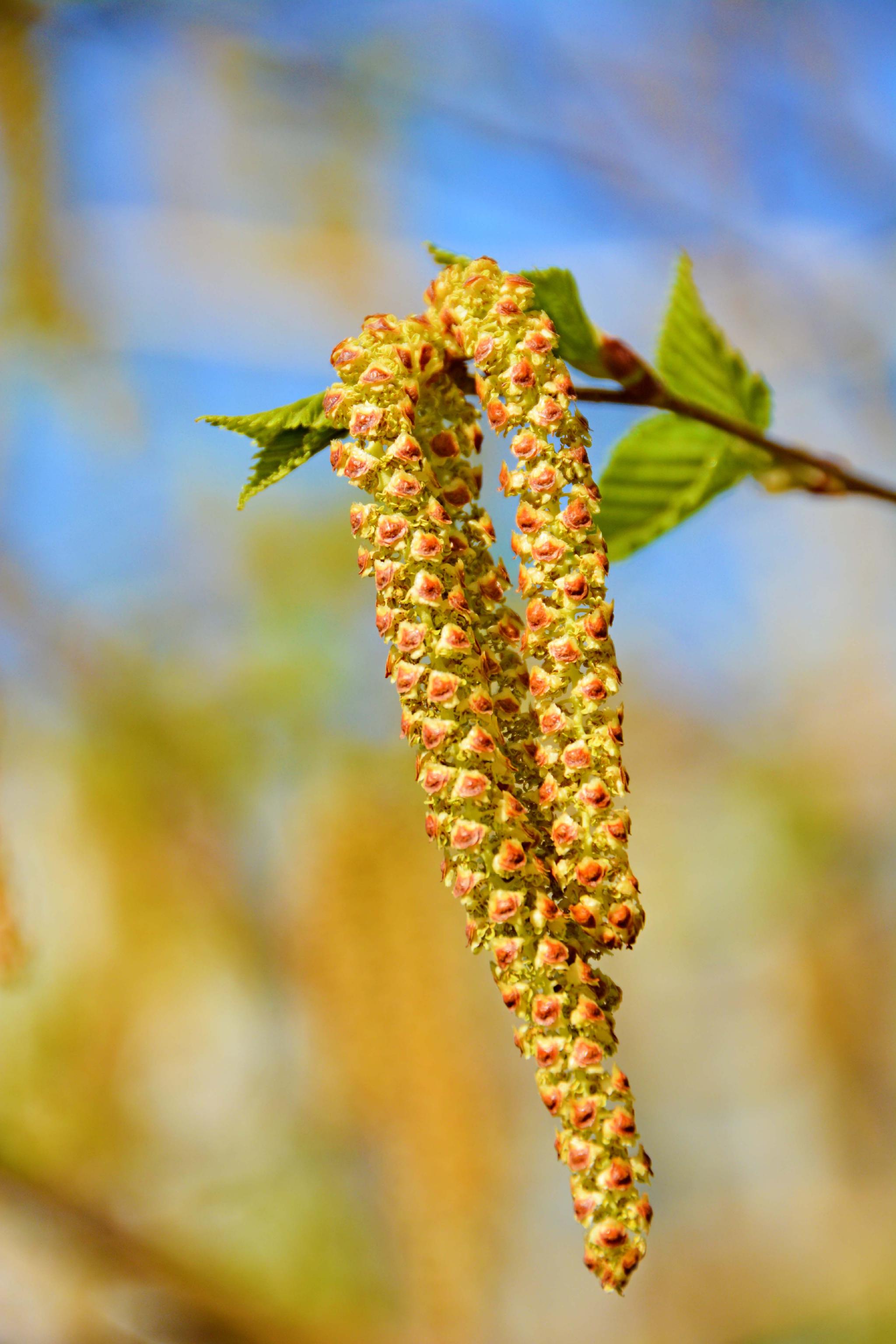 春天白桦树种子穗和花穗,原创拍摄