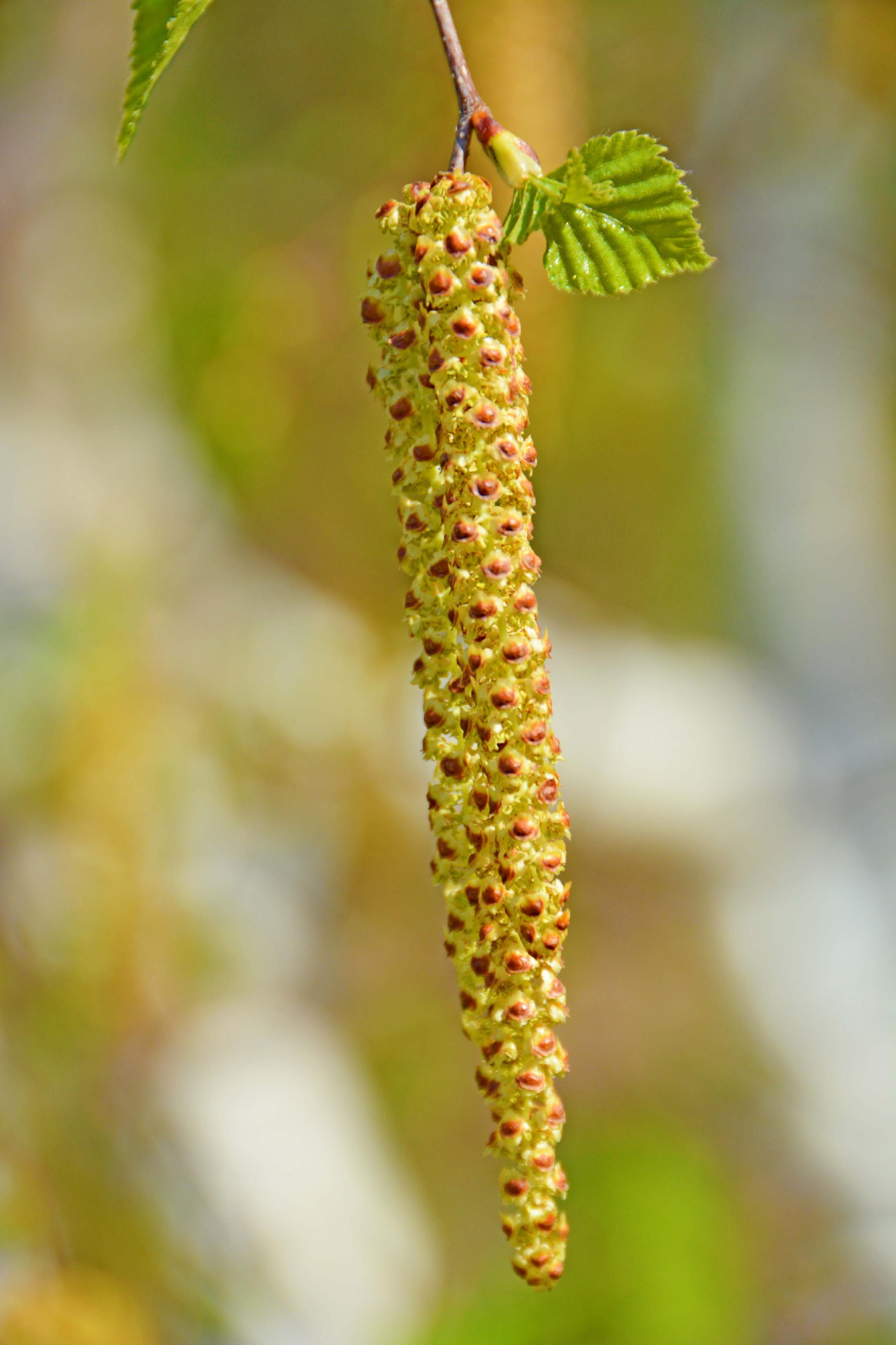 春天白桦树种子穗和花穗,原创拍摄