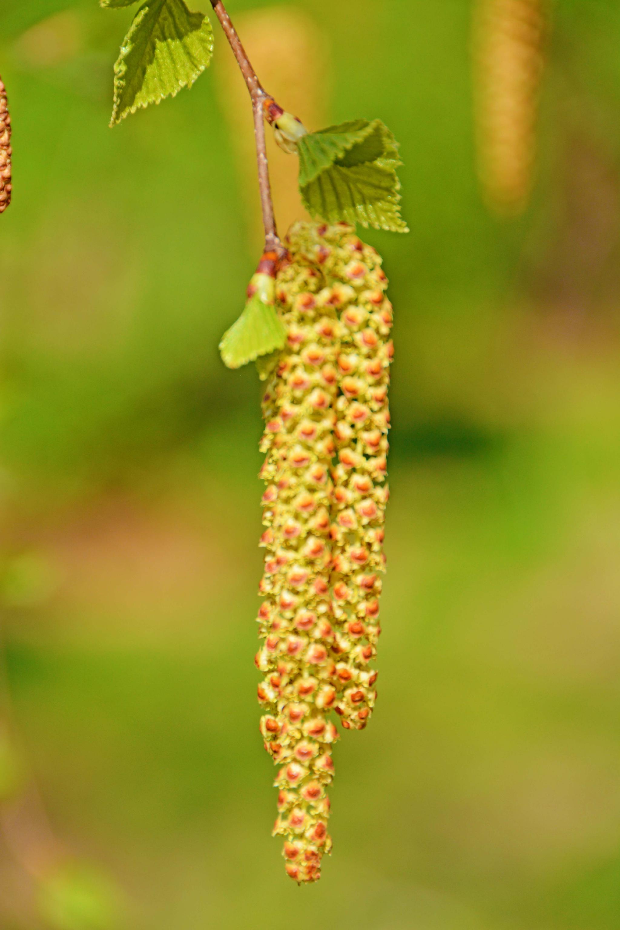 春天白桦树种子穗和花穗,原创拍摄