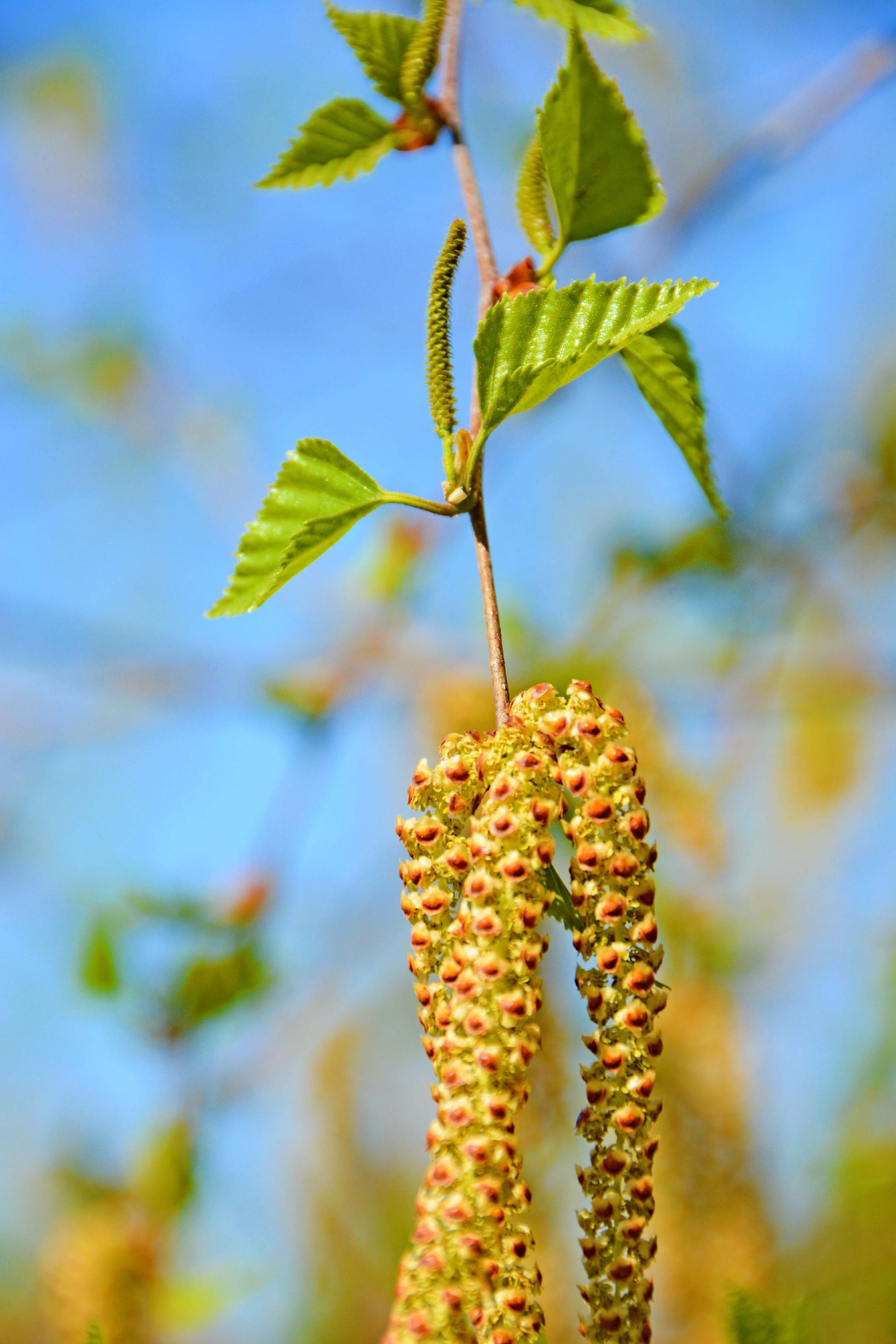 春天白桦树种子穗和花穗,原创拍摄