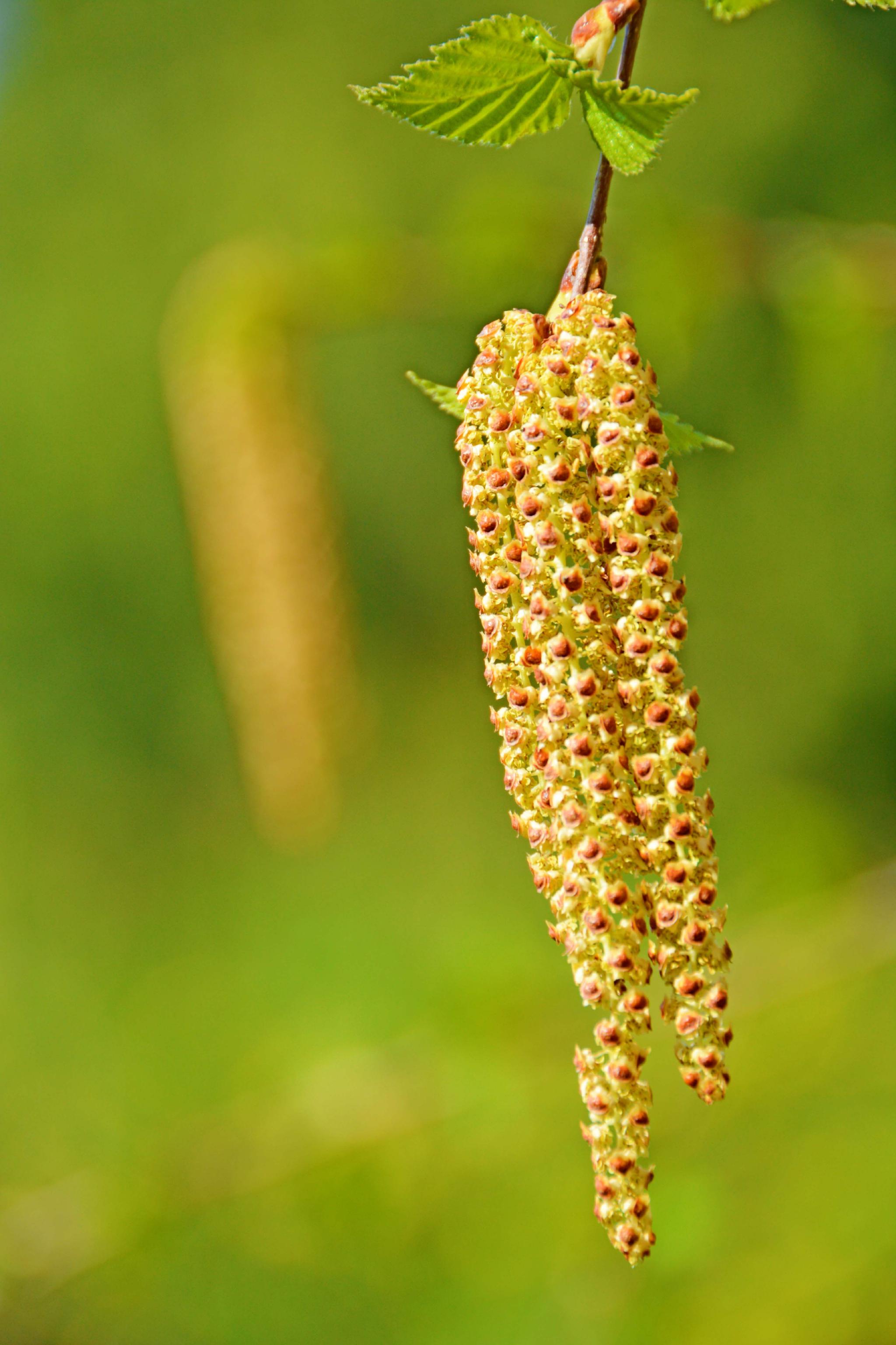 春天白桦树种子穗和花穗,原创拍摄