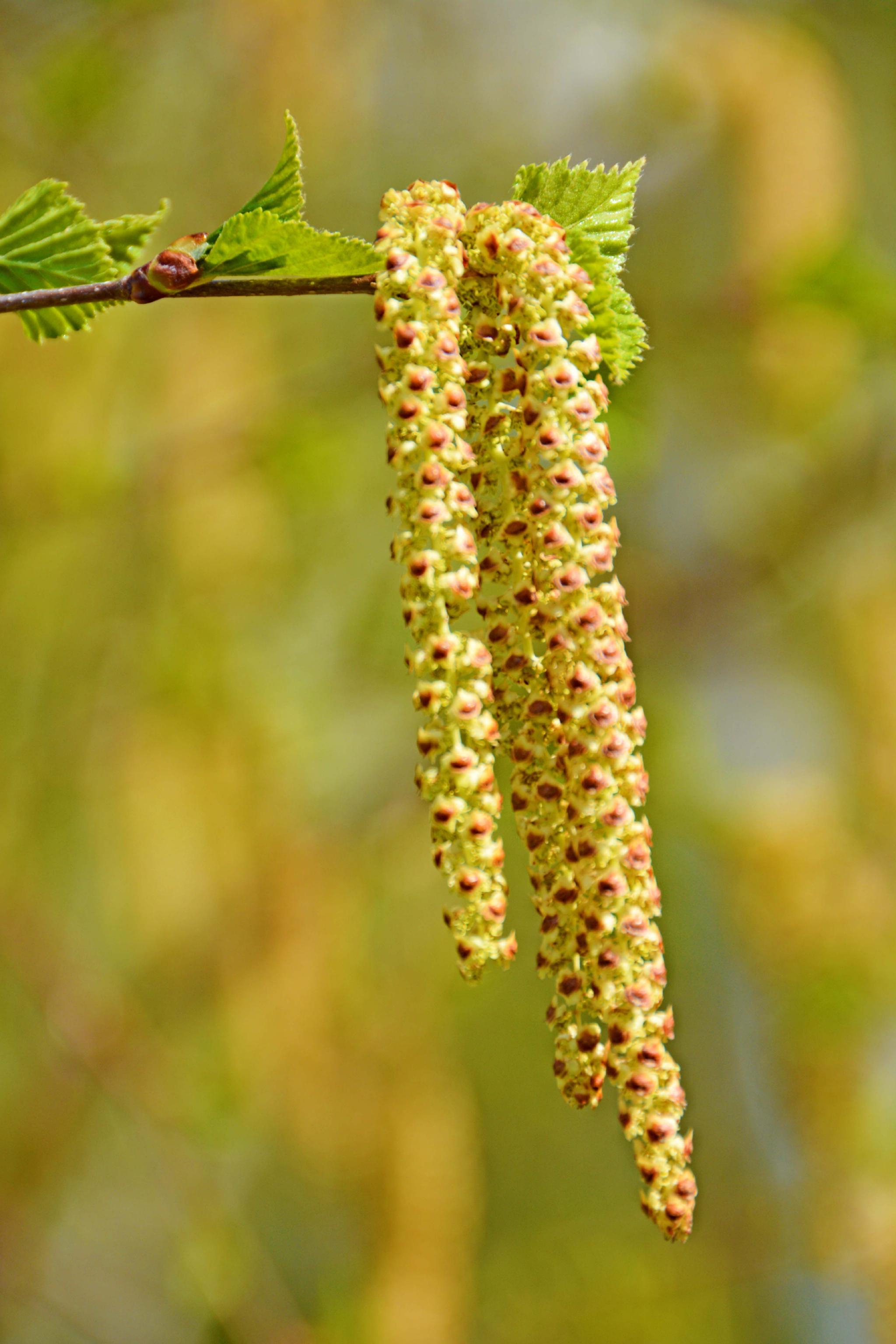 春天白桦树种子穗和花穗,原创拍摄