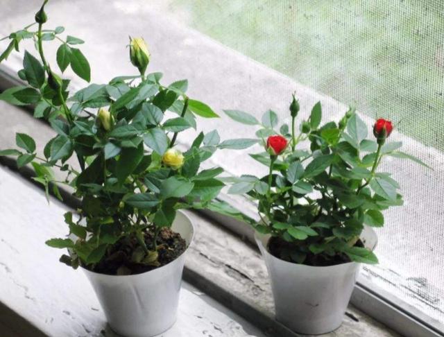 如何增强土壤的透水透气性?用上3种东西,盆栽花草根壮叶绿