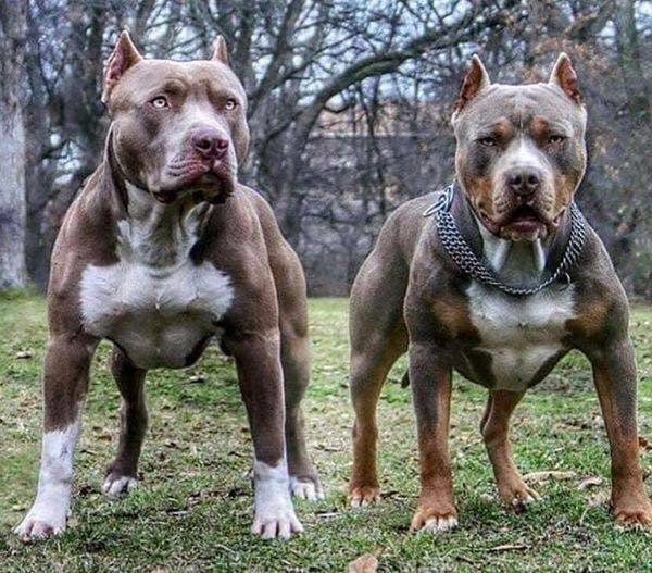 狗界四疯是天生的犬中斗士堪称恶犬霸王