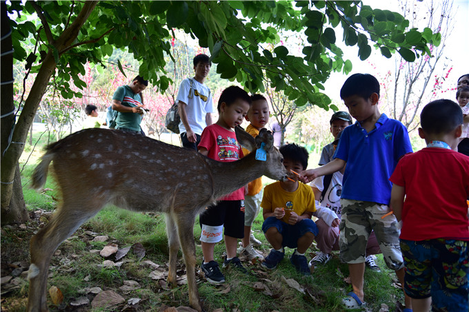 广东粤北地区有了鹿岛公园了,国庆黄金周带孩子去喂小鹿