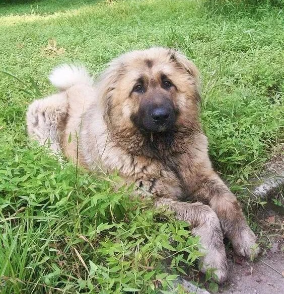 中国第一护山犬,当地人称它为"战神",身负光环,比藏獒还猛